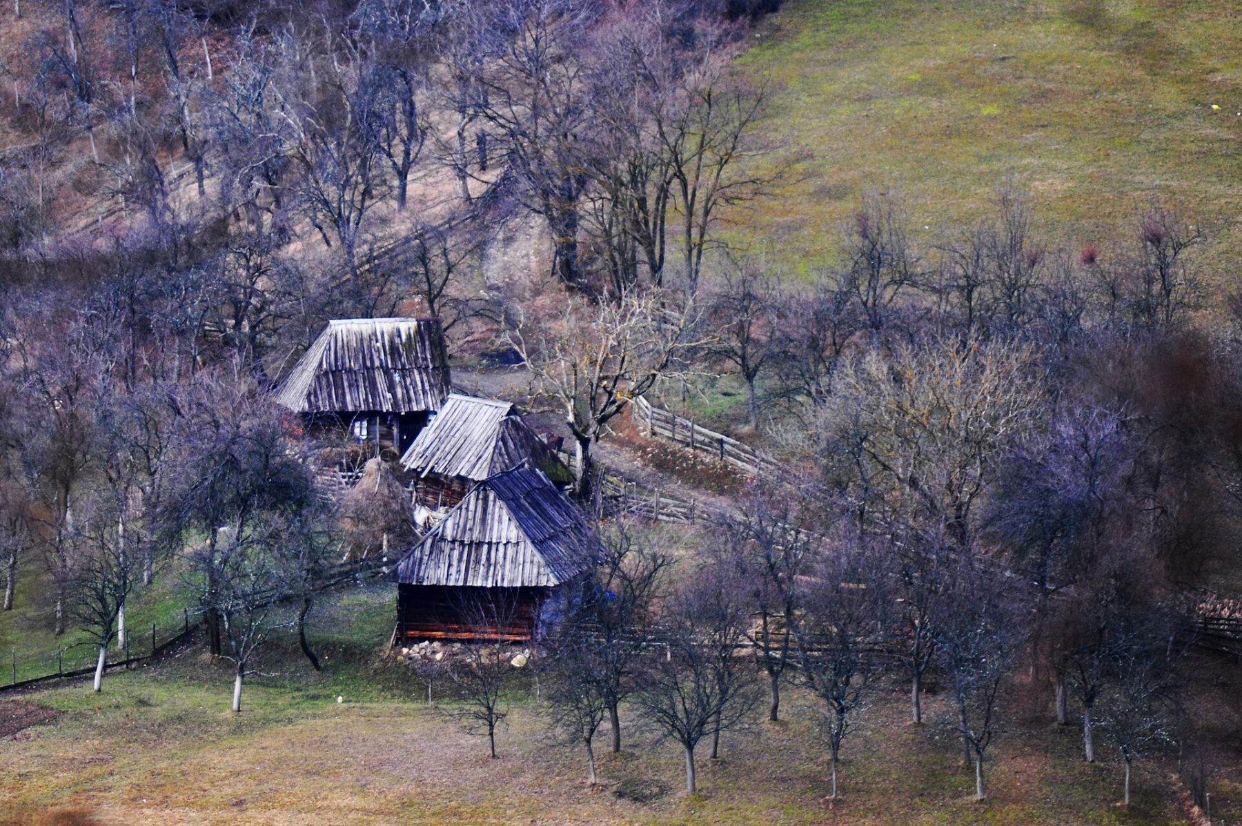 Jagoštica
